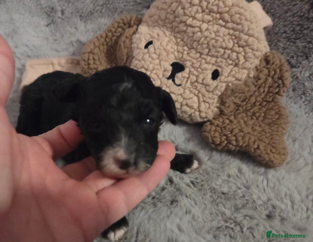Toy Poodle dogs for sale: Gorgeous littler of x ** mall toy poodles  - Advert 4