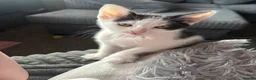 Mixed Breed cats for sale: Cute Kittens - Advert 21