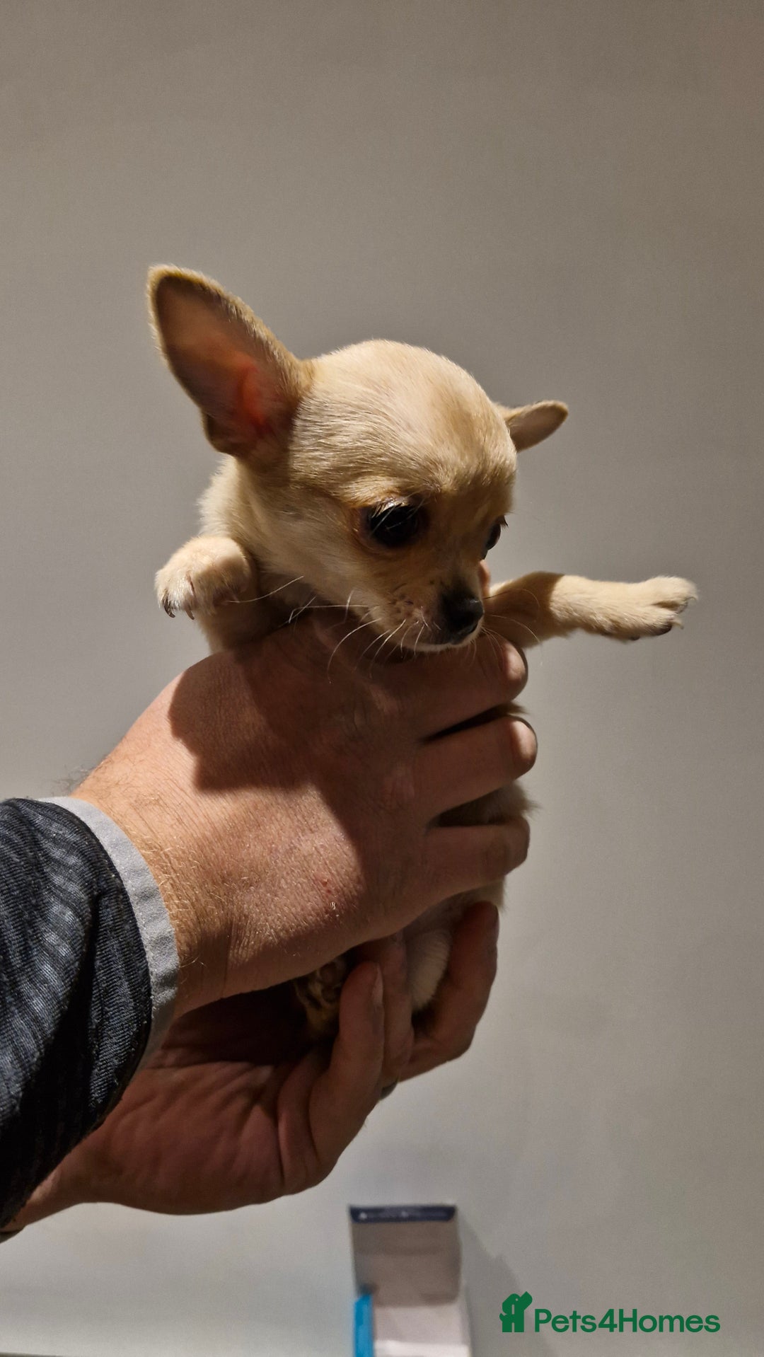 Chihuahua dogs for sale: 🐶READY TO LEAVE🐶 LAST ONE Tiny Chihuahua Puppies - Advert 20