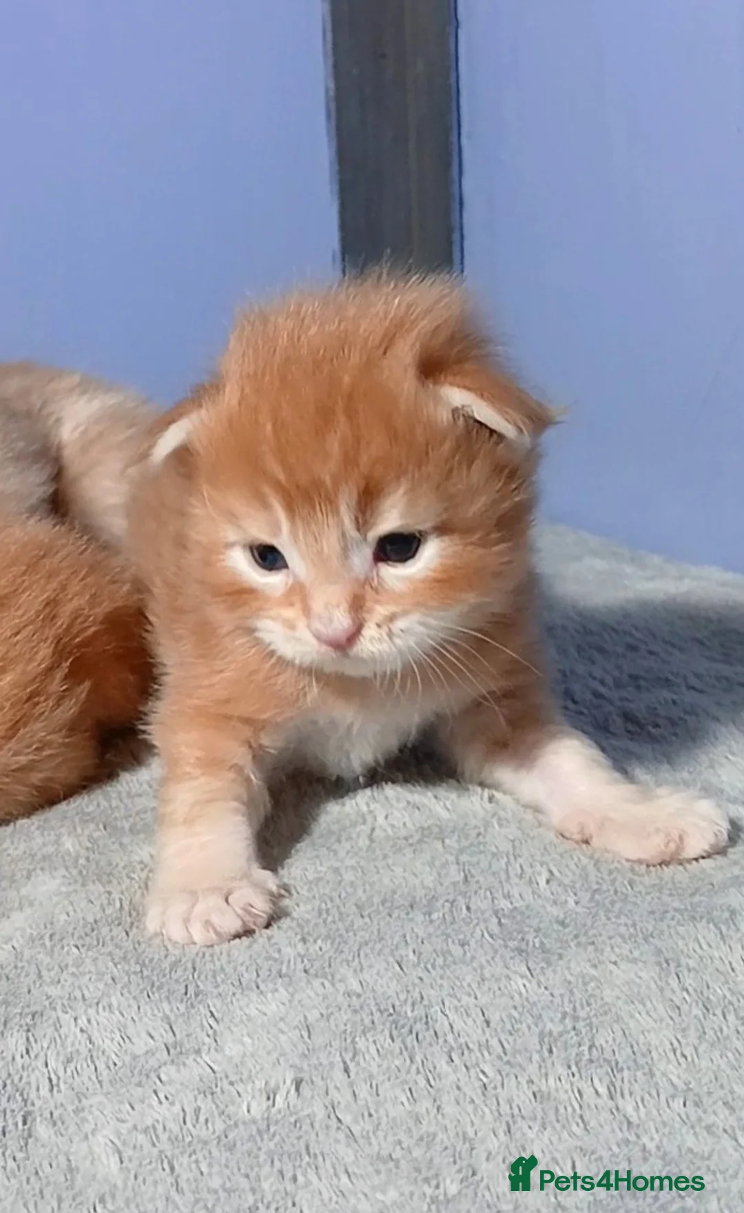 Maine Coon cats for sale: Sweet and Beautiful Pure Breed Maine Coon Kittens - Advert 13