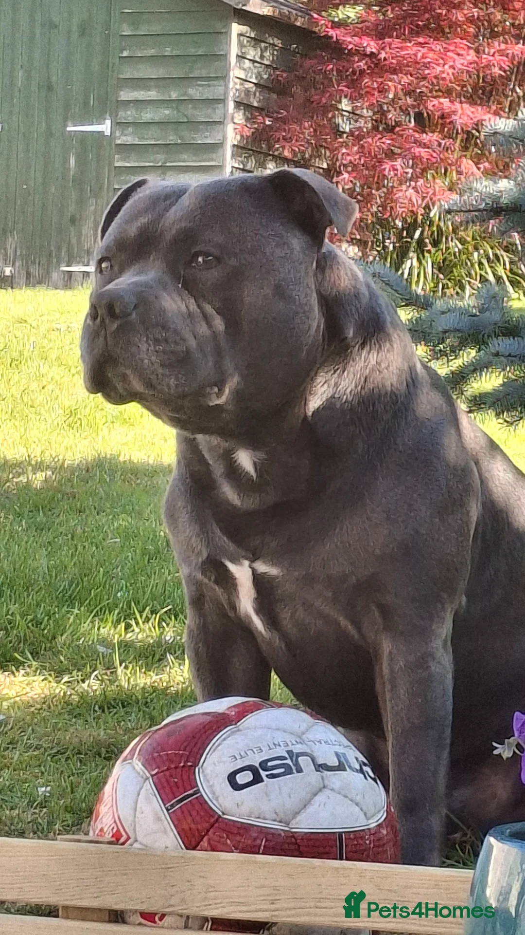 Staffordshire Bull Terrier dogs for stud: KC blue staffordshire bull terrier  - Advert 2