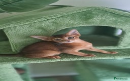 Abyssinian cats for sale: Beautiful Abyssinian Kittens - Image 16