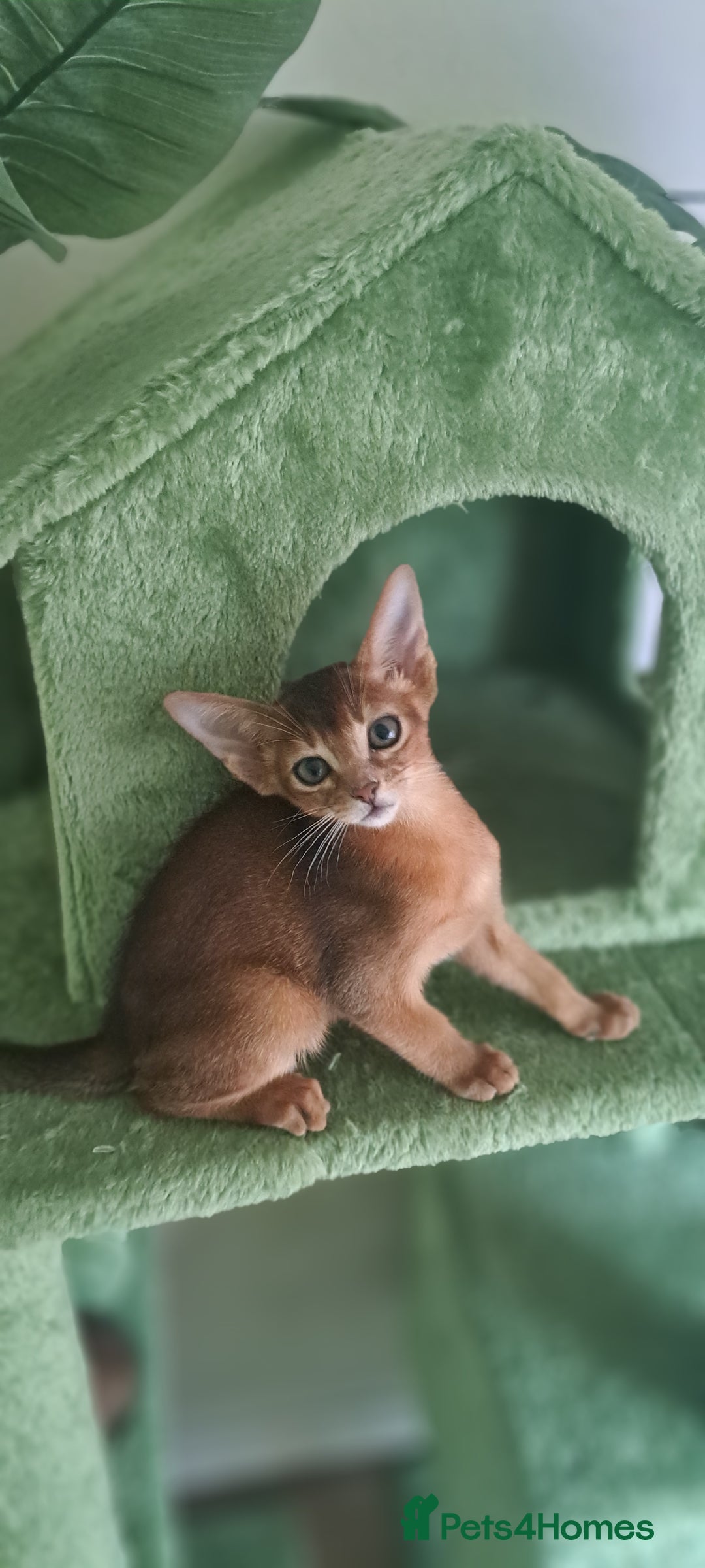 Abyssinian cats for sale: Beautiful Abyssinian Kittens - Image 16