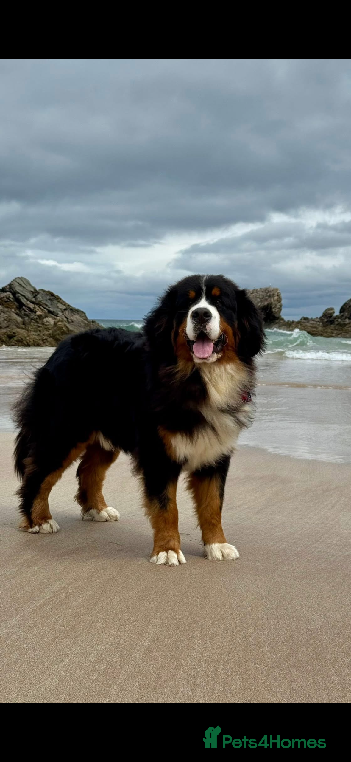 Bernese Mountain Dog dogs Gorgeous polish imported Stud available  - Advert 12