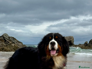 Bernese Mountain Dog dogs Gorgeous polish imported Stud available - Advert 12