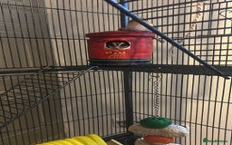 Sugar Glider rodents for sale: 2 1 year old males - Image 4