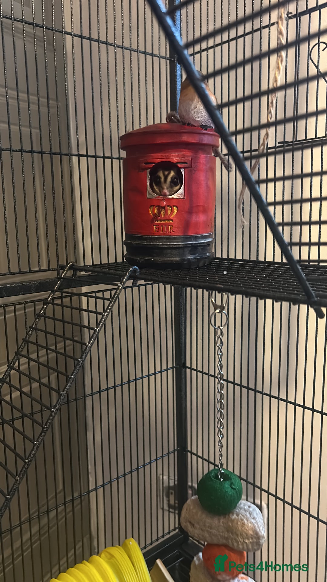 Sugar Glider rodents for sale: 2 1 year old males - Image 4