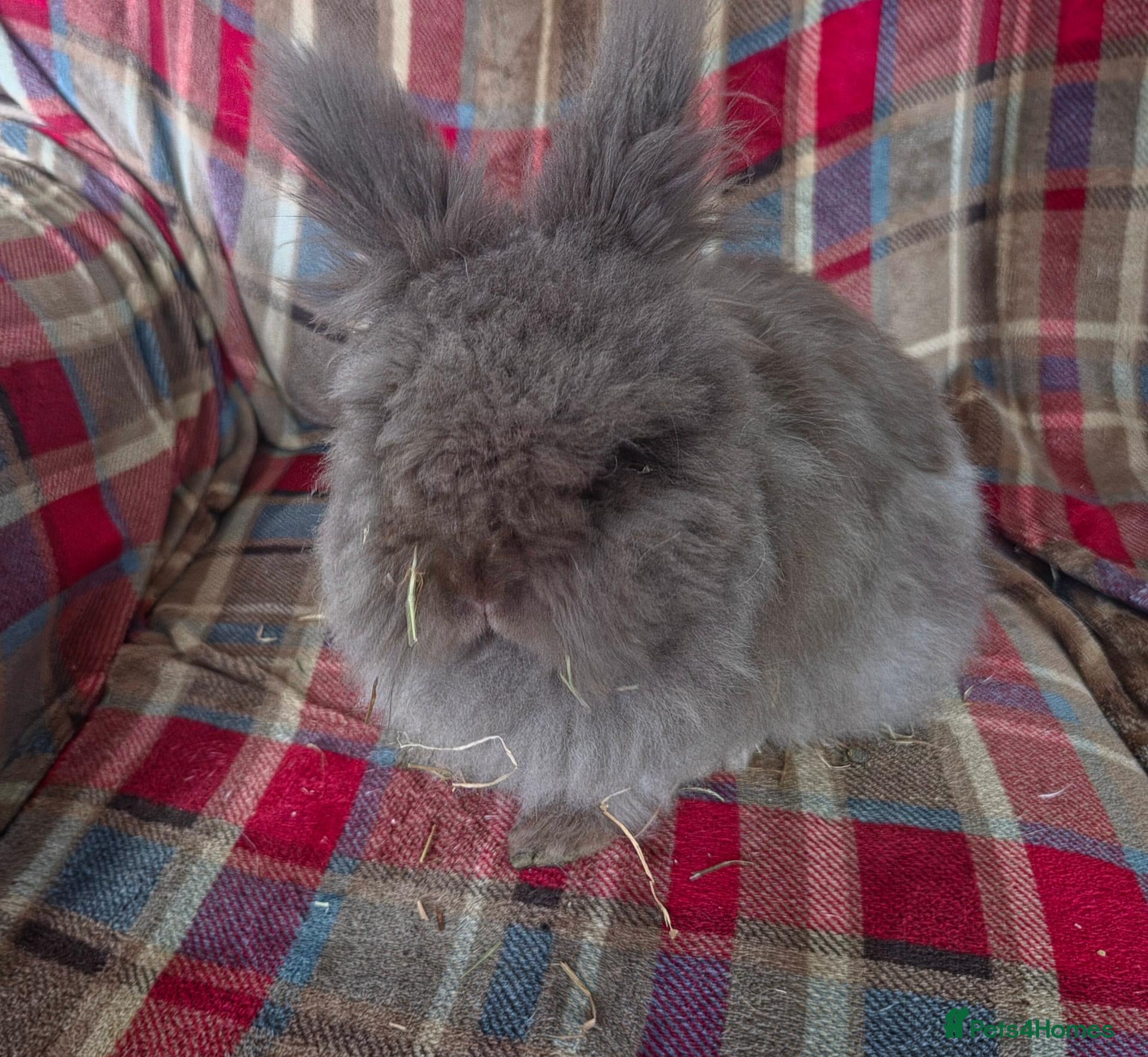 Lionhead rabbits Beautiful double mane lionhead.  - Advert 1