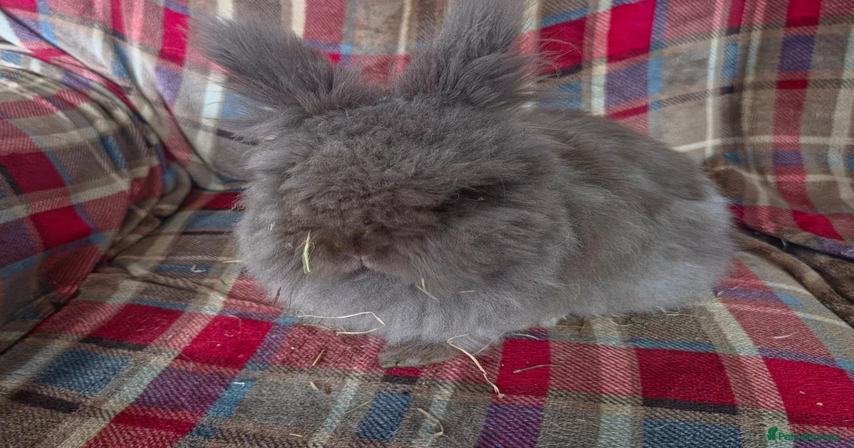 Rabbits for Sale for sale in Arnold, Nottinghamshire | Pets4Homes