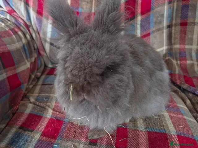 Lionhead rabbits Please read the full advert. - Advert 3