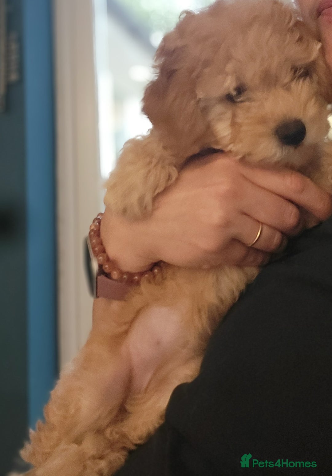 Maltipoo dogs for sale: F1b Maltipoo.   Ready to leave now  - Image 2
