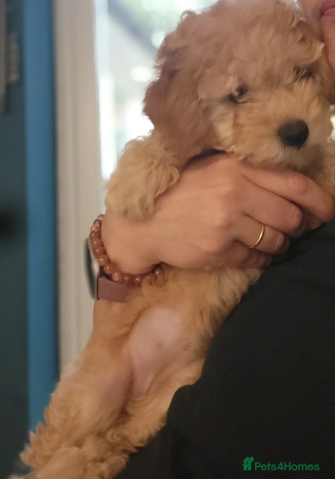 Maltipoo dogs for sale: F1b Maltipoo.   Ready to leave now  - Advert 2