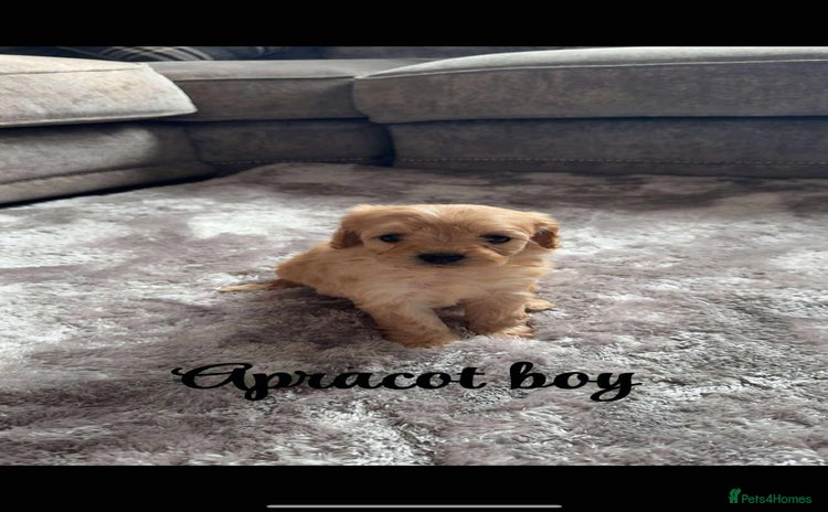 Cavapoo dogs - Advert 9