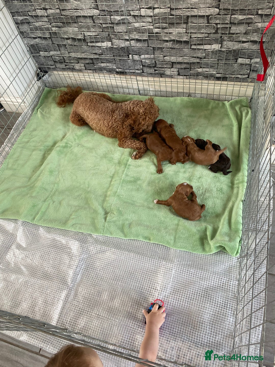 Cockapoo dogs for sale: 3 Cockapoochon puppies available  - Image 11