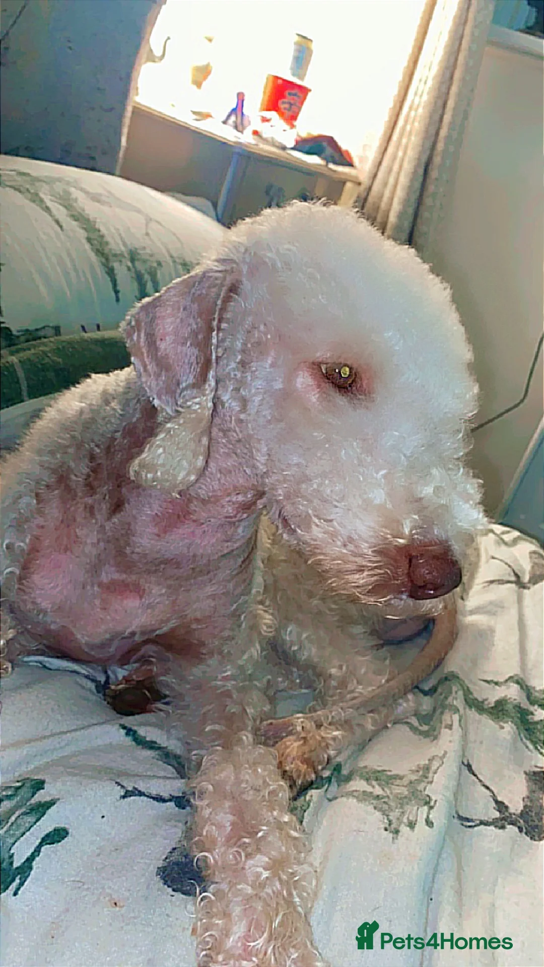 Bedlington Terrier dogs for stud: Bedlingtonterrier for STUD/ARTIFICIAL INSEMINATION - Advert 2