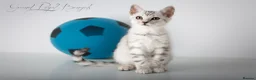 Bengal cats for sale: Rare Silver Bengal Kittens – Boy & Girl Available - Advert 24