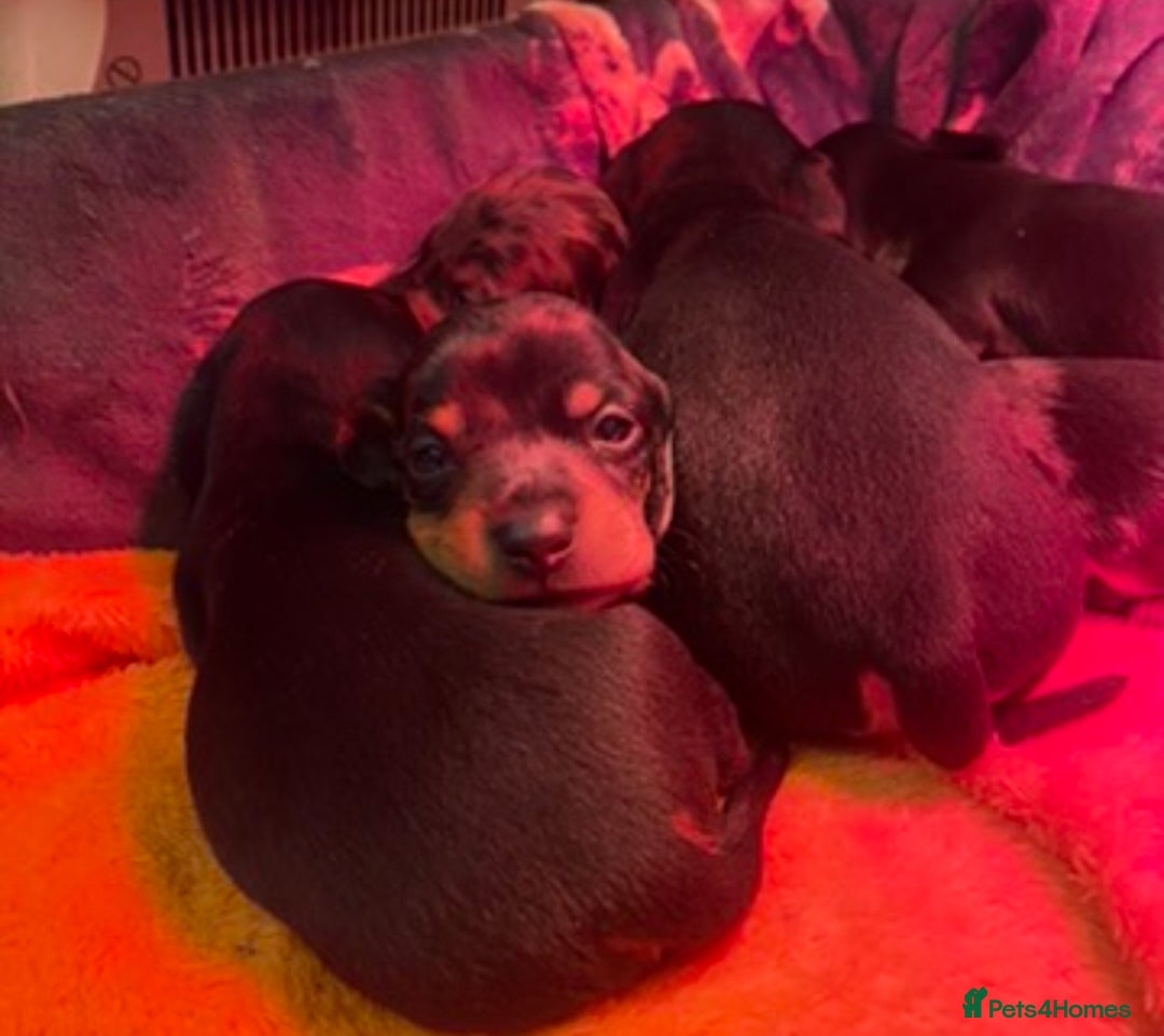 Dachshund dogs for sale: 4 Dachshund puppies for sale  - Advert 3