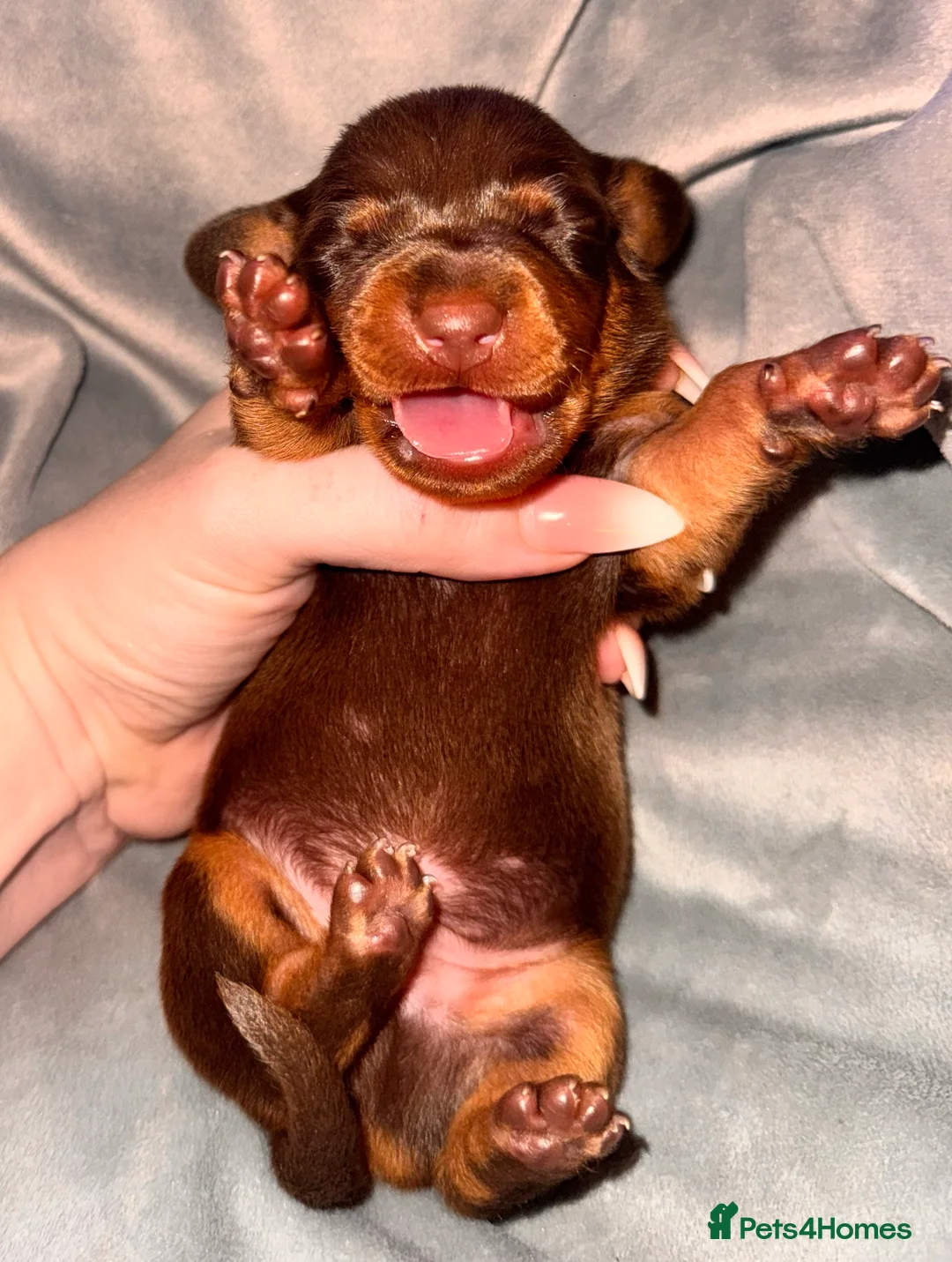 Miniature Dachshund dogs for sale: Because dachshund babies - Advert 28