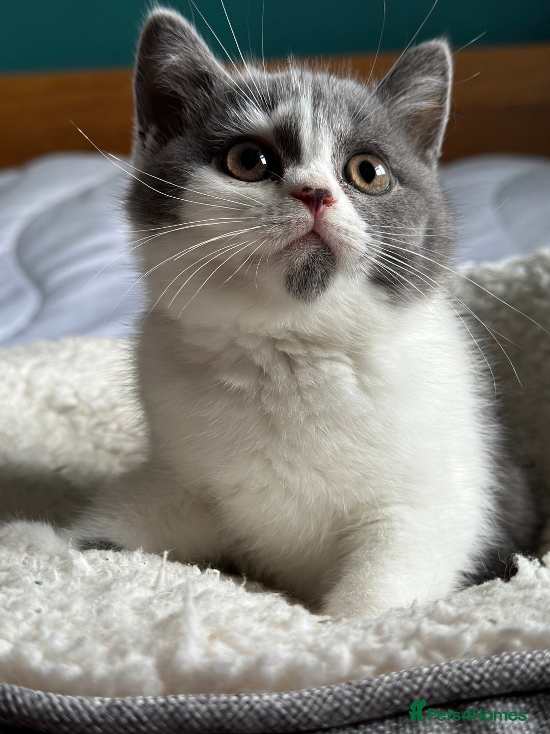British Shorthair cats for sale: Pedigree British Shorthair Kittens - Image 21