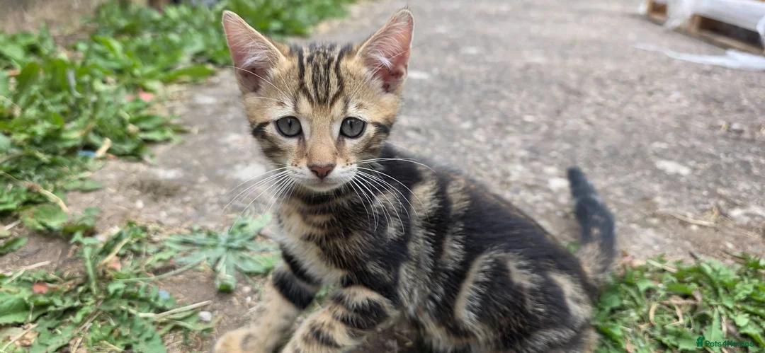 Bengal cats for sale: Beautiful Marble Bengal kitten boy ready now - Advert 2