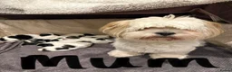 Lhasa Apso dogs for sale: Lhasa Apso Puppies For Sale in Harrogate - Advert 2