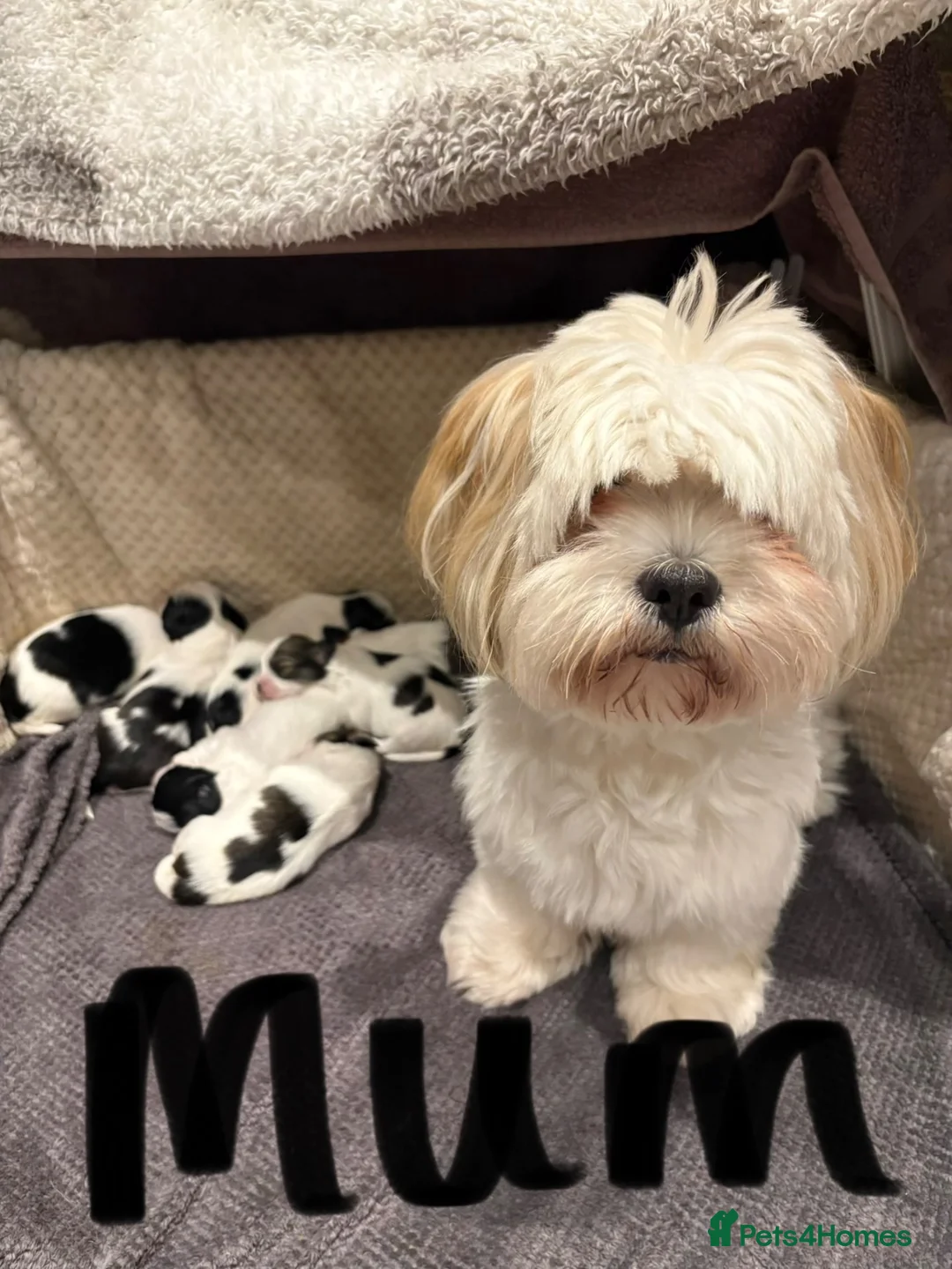 Lhasa Apso dogs for sale: Lhasa Apso Puppies For Sale in Harrogate - Advert 2