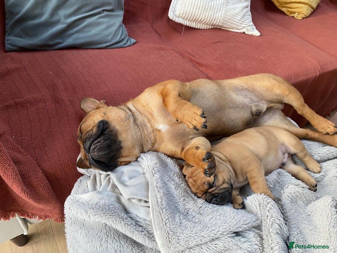 French Bulldog dogs for sale: Rare KC French bulldogs - champion lines  - Image 8
