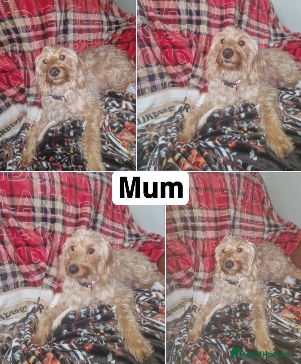 Labradoodle dogs F1b toy labradoodles - Advert 1