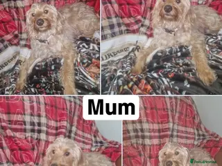 Labradoodle dogs F1b toy labradoodles - Advert 1