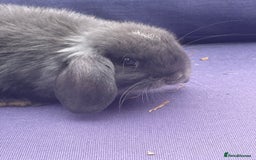 Mini Lop rabbits for sale: 5 mini lop eared Rabbits  - Image 3