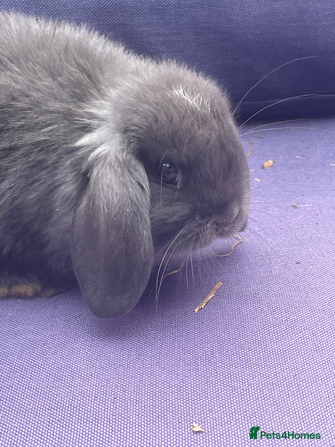 Mini Lop rabbits for sale: 5 mini lop eared Rabbits  - Image 3
