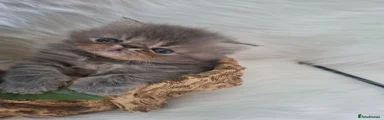 Persian 2