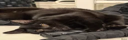 Mixed Breed cats for sale: Shorthair Black kittens for adoption - Advert 1