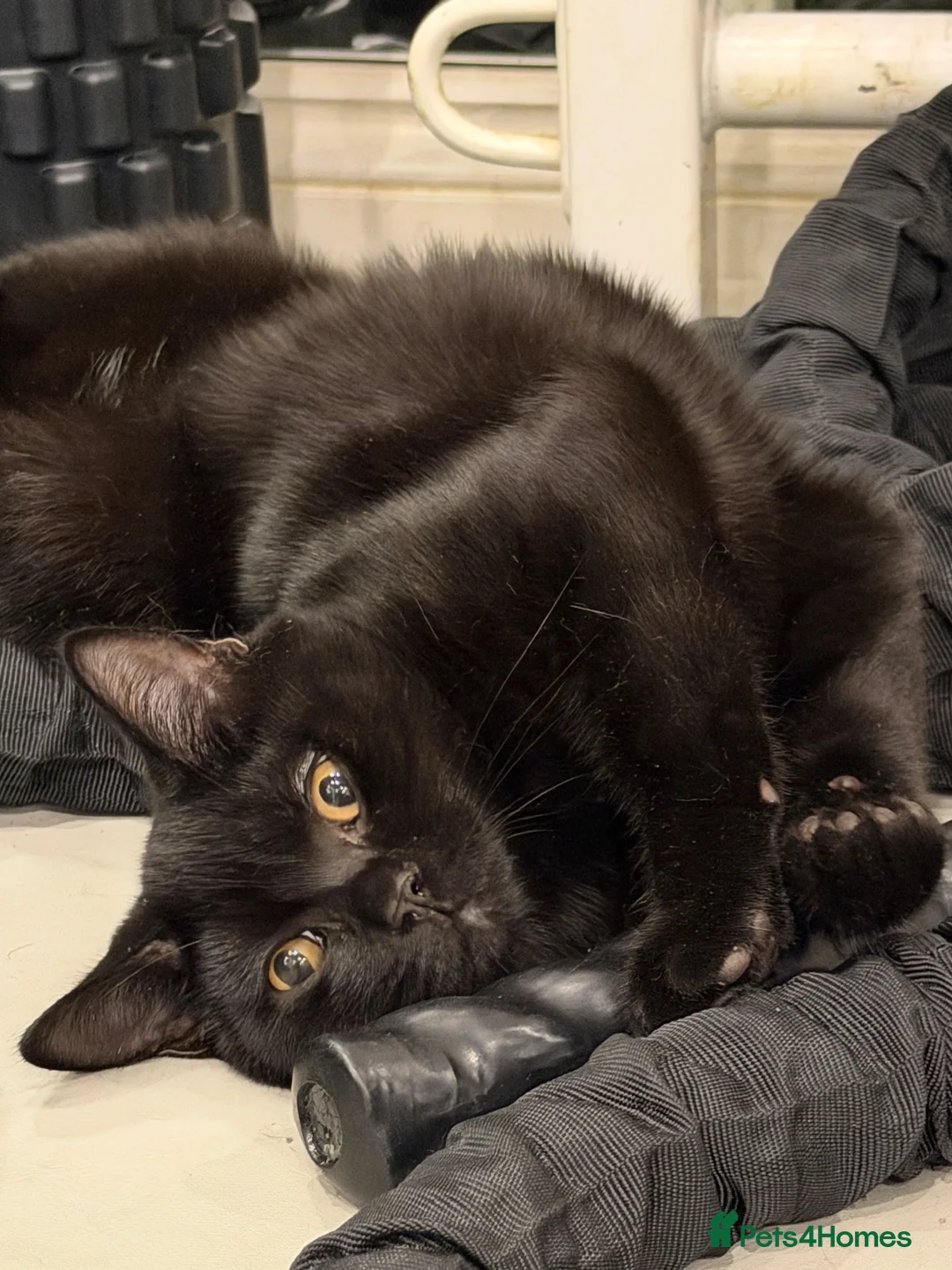 Mixed Breed cats for sale: Shorthair Black kittens for adoption - Advert 1