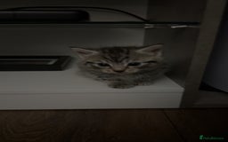 Mixed Breed cats for sale: 5 cute kittens for sale.  - Image 22