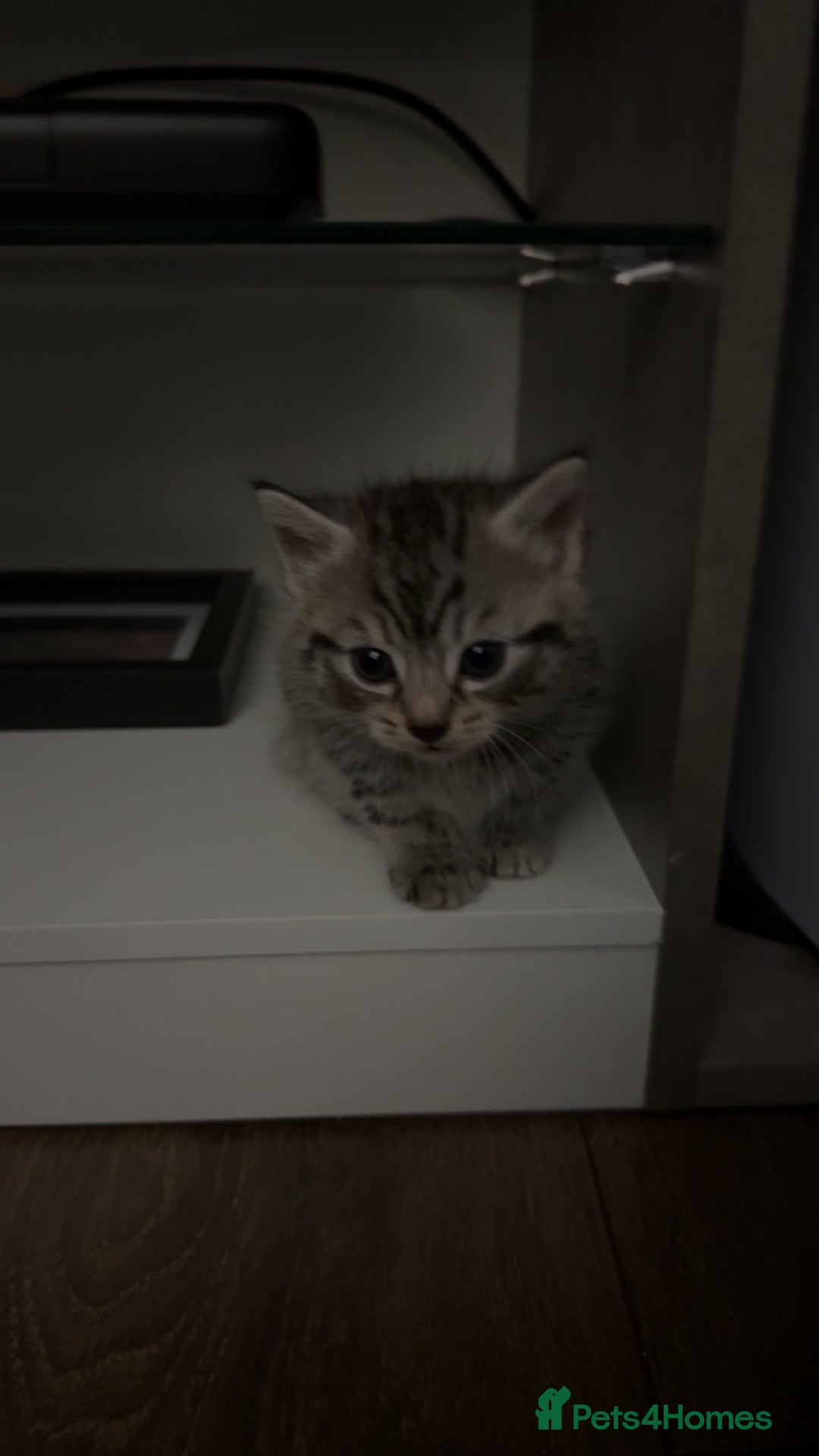 Mixed Breed cats for sale: 5 cute kittens for sale.  - Image 22