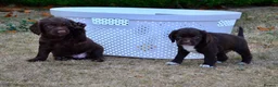 Cocker Spaniel dogs for sale: Male Liver Cocker Spaniel - Advert 8