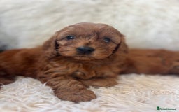 Cavapoo dogs for sale: CAVAPOO READY NEXT WEEK  - Image 6