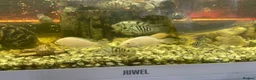 Cichlids fish for sale: Convict cichlids baby / breading pairs - Advert 3