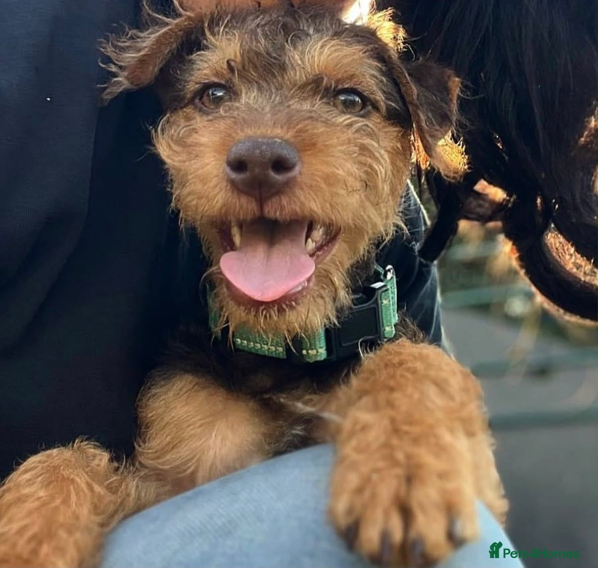 Patterdale Terrier dogs for sale:  ❤️ Our Little Diva-Beautiful Patterdale Puppy 🐾 - Advert 1