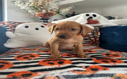 Labrador Retriever dogs for sale: Beautiful fox red Labrador pups - Image 37