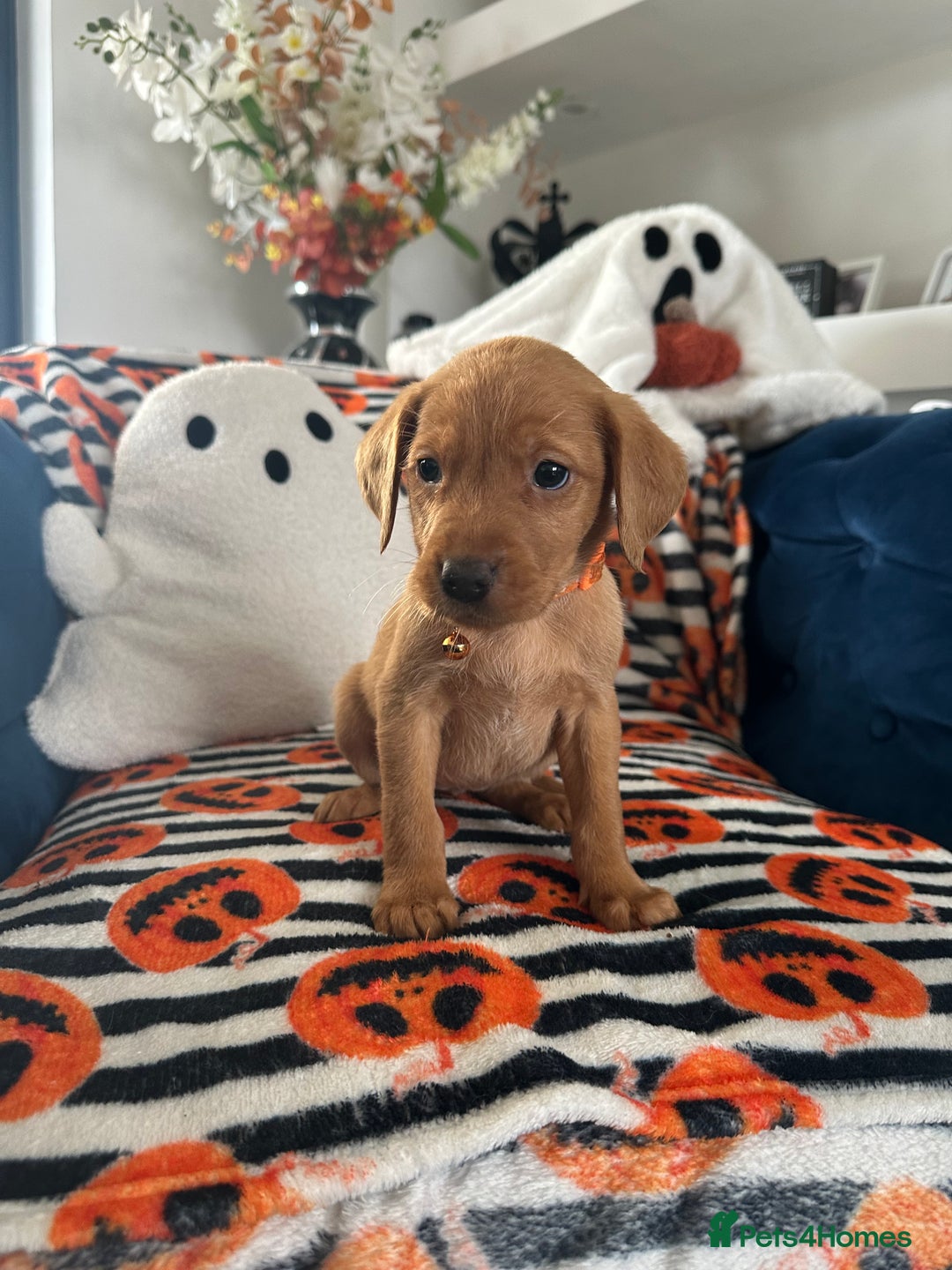 Labrador Retriever dogs for sale: Beautiful fox red Labrador pups - Image 37