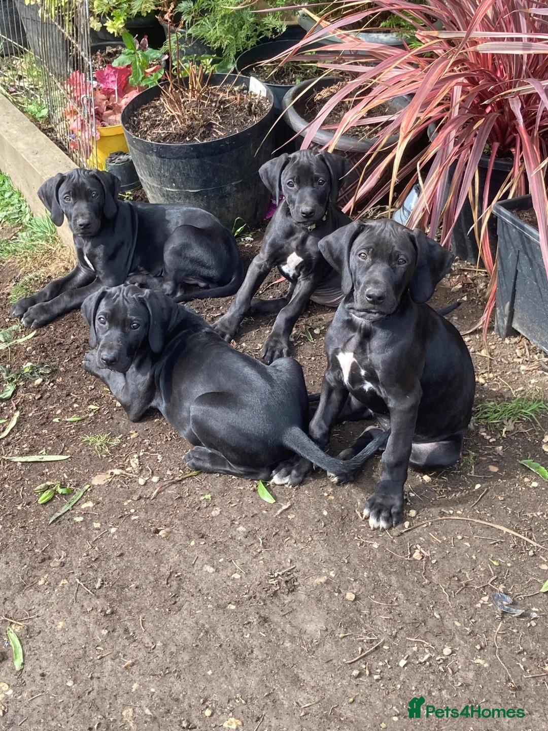 Mixed Breed dogs for sale: Stunning litter of Rhodesian Ridgeback x  puppies  - Advert 1