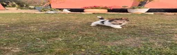 Fox Terrier dogs for sale: 5 X Beautiful Wire Fox Terrier Puppies - Advert 16