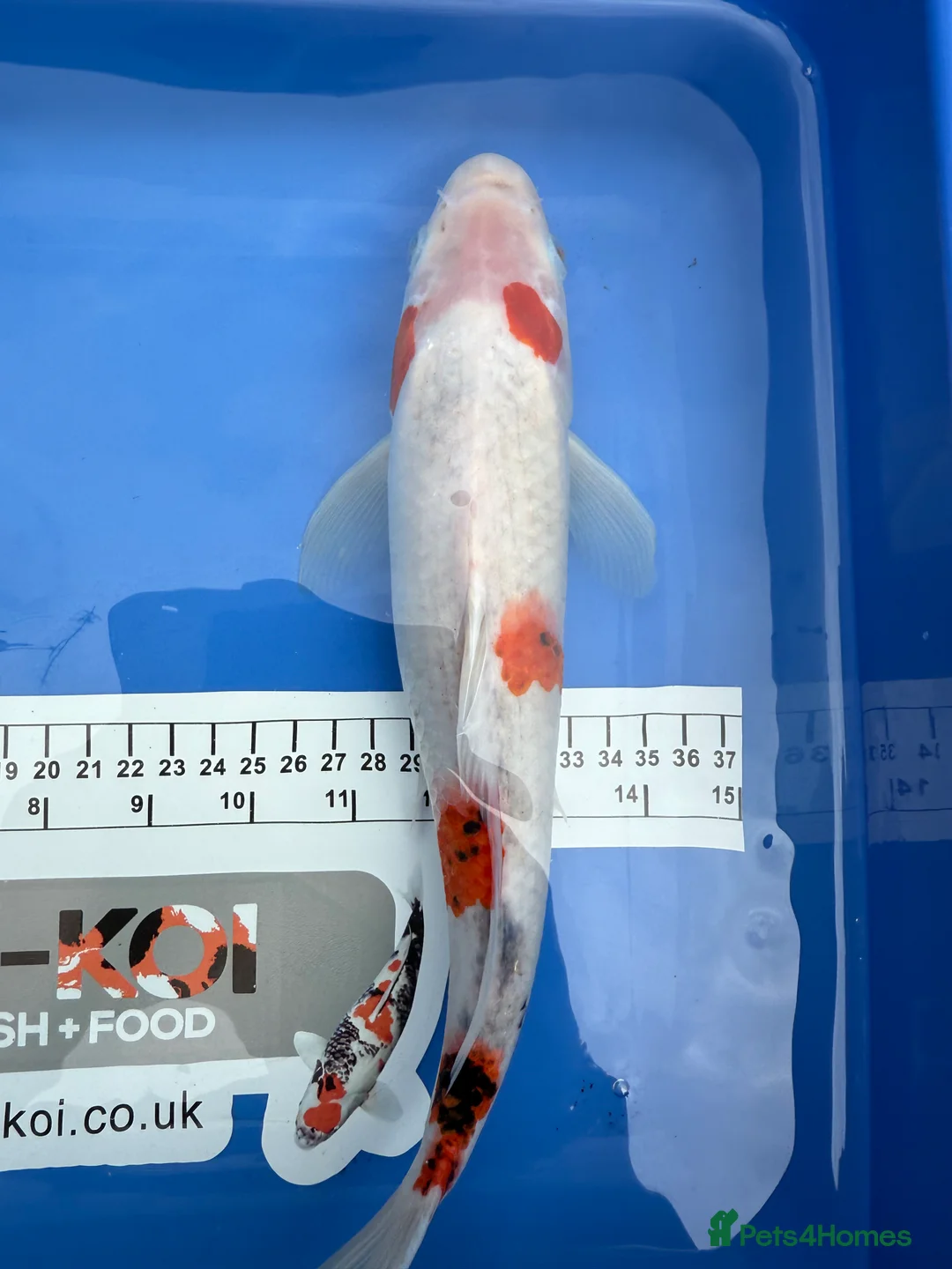 Koi Carp fish for sale: Large Selection of Koi and Butterfly Koi Carp - Advert 7