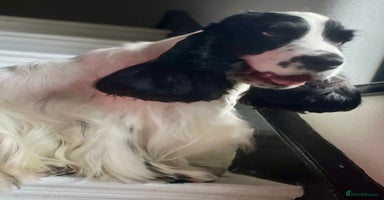 Cocker Spaniel dogs - Advert 4