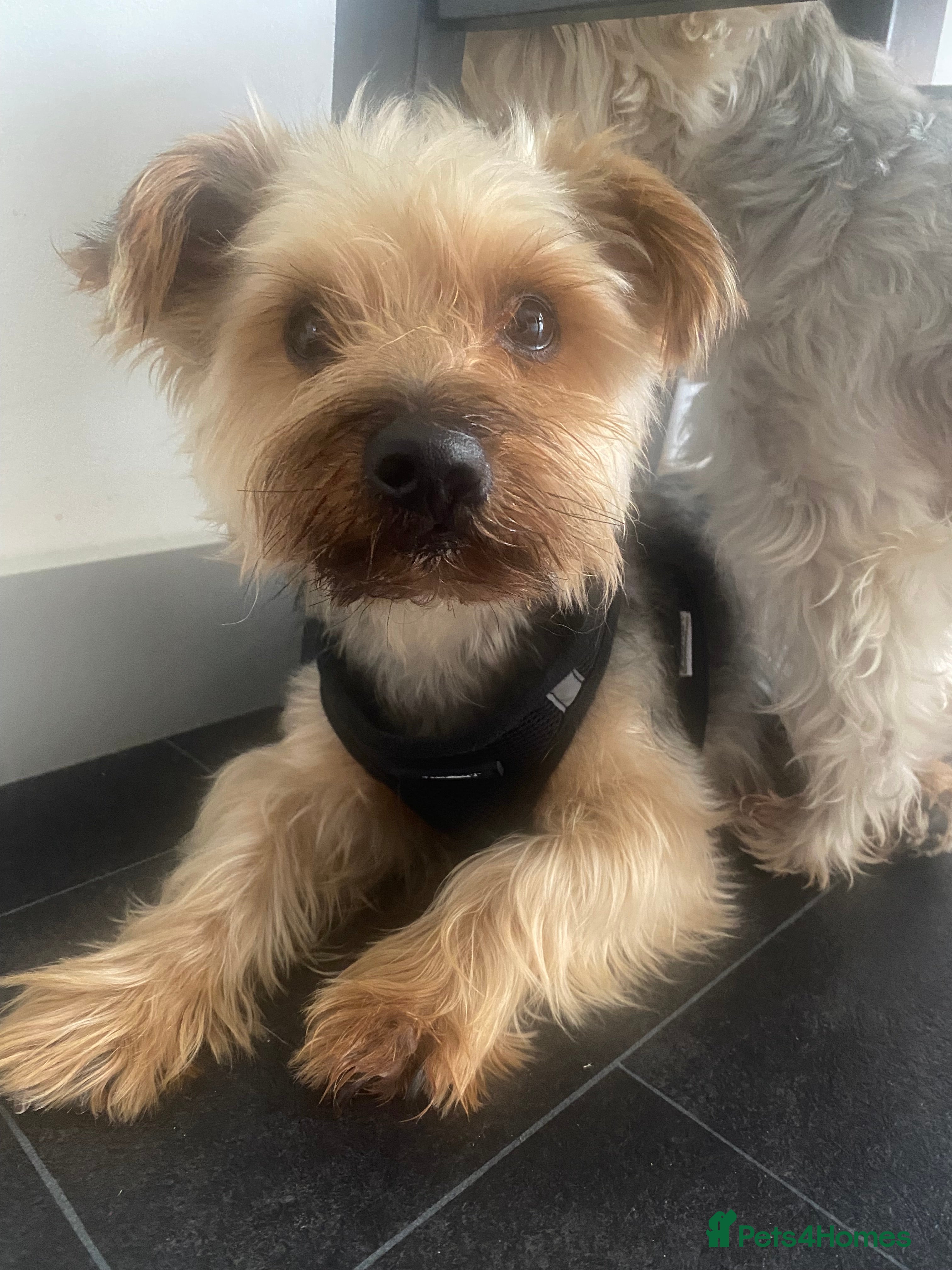 Yorkshire Terrier dogs  Looking for a Loving Home YorkshireTerriers  - Advert 2