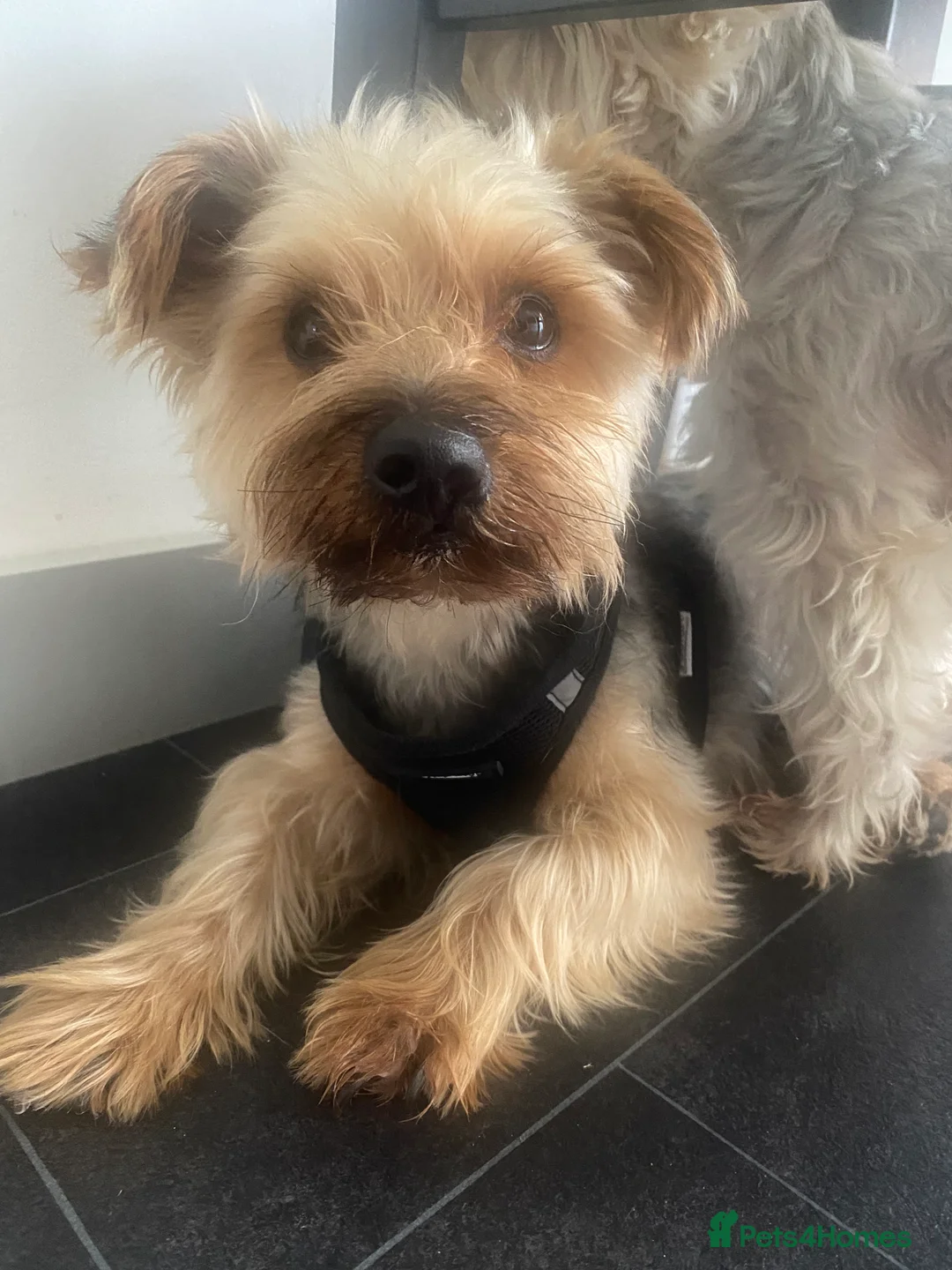 Yorkshire Terrier dogs for sale:  Looking for a Loving Home YorkshireTerriers  - Advert 2
