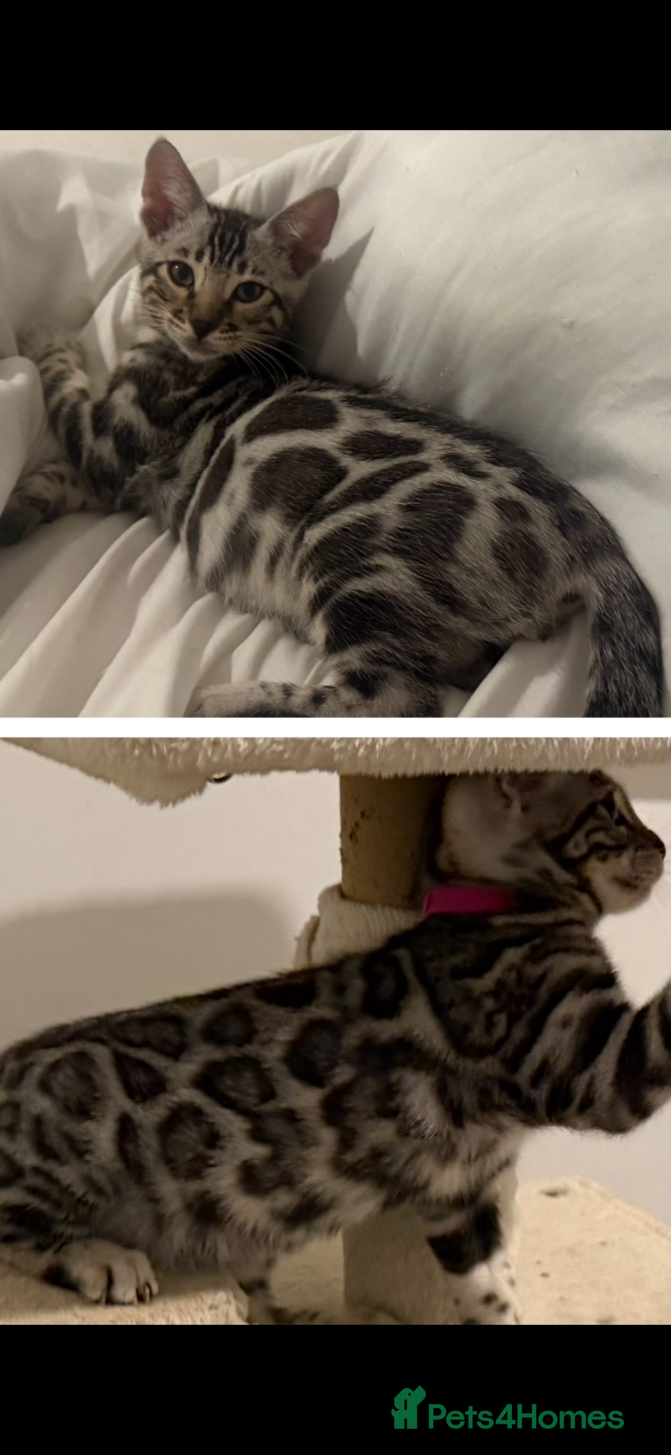 Bengal cats BENGAL 🔥 KITTENS TICA REGISTERED  - Advert 9