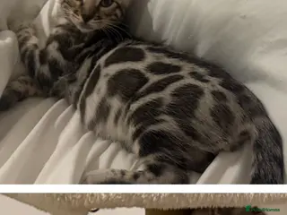 Bengal cats BENGAL 🔥 KITTENS TICA REGISTERED - Advert 10